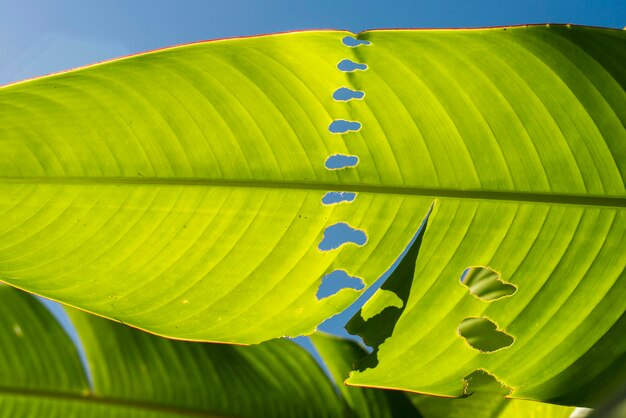 Low angle view of green leaf