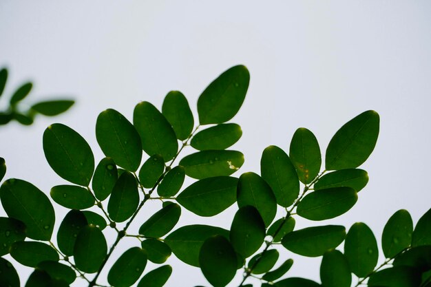 Low angle view of green leaves against sky