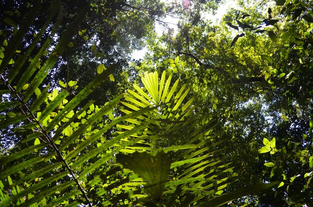 Low angle view of green leaves in forest