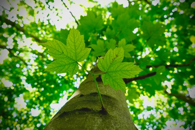 Foto vista ad angolo basso delle foglie verdi sull'albero