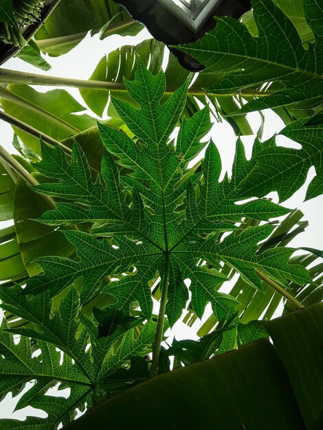 Low angle view of green leaves