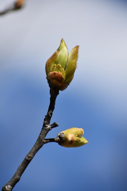 Low angle view of green plant against blue sky