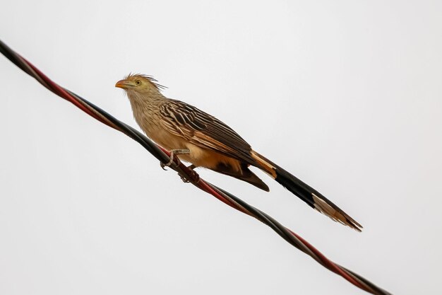 Photo low angle view of a guira cuckoo  perching on branch