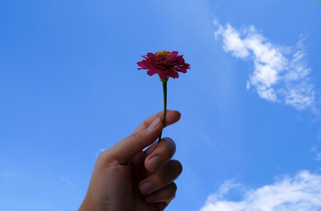 Low angle view of hand holding flowering plant against blue sky
