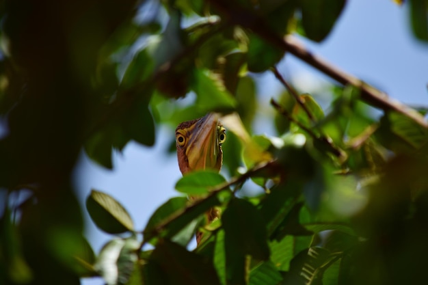Low angle view of heron seen through leaves