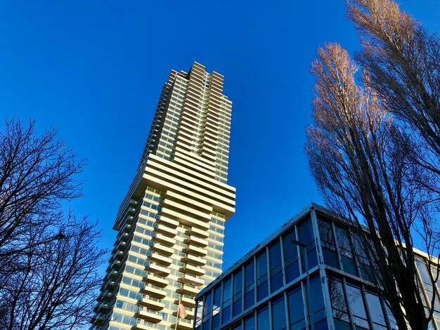 Low-angle view of a high-rise building and bare trees under a hard blue sky