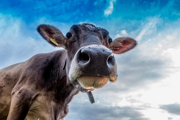 Photo low angle view of horse against sky