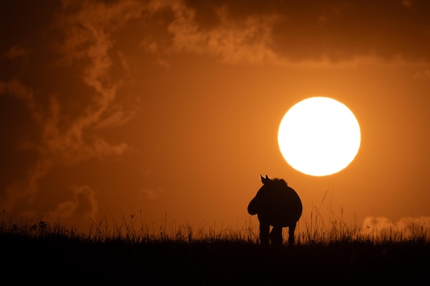 Photo low angle view of horse on field against sky during sunset