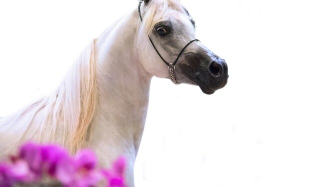 Low angle view of horse