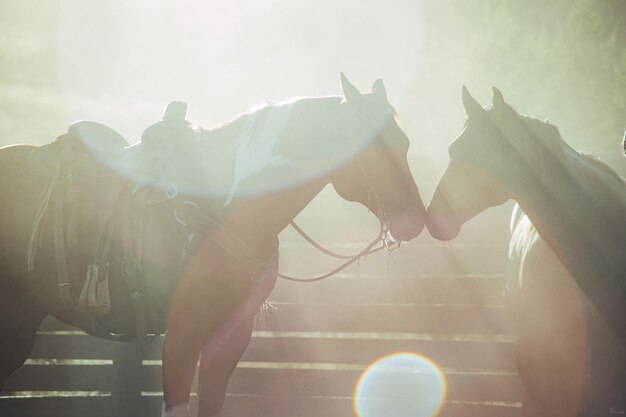 Photo low angle view of horses touching muzzle against bright sun