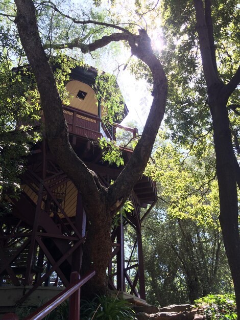 low angle view of hut amidst trees in forest