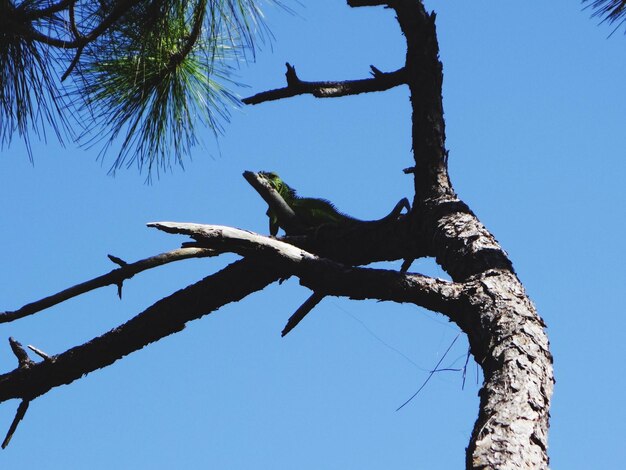 Low angle view of an iguana perching on tree against clear blue sky