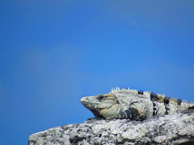 Low angle view of iguana on rock against blue sky