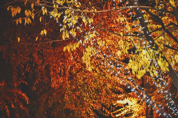 Foto vista ad angolo basso delle luci illuminate sugli alberi d'autunno di notte