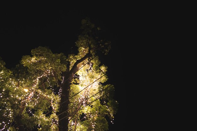 Photo low angle view of illuminated tree at night