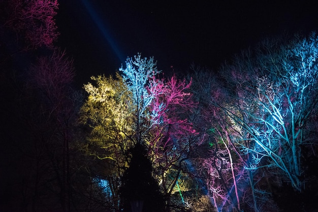 Foto vista ad angolo basso degli alberi illuminati contro il cielo notturno