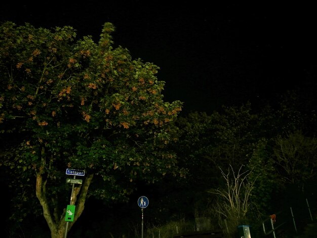 Low angle view of illuminated trees against sky at night