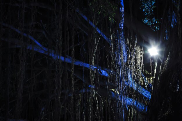 Foto vista ad angolo basso degli alberi illuminati di notte