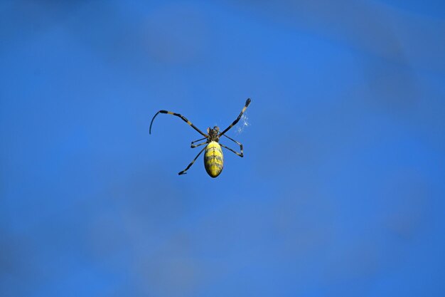 Low angle view of insect against blue sky