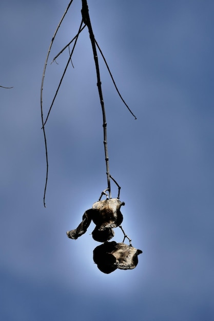 Foto vista a basso angolo di un insetto sulla pianta contro il cielo