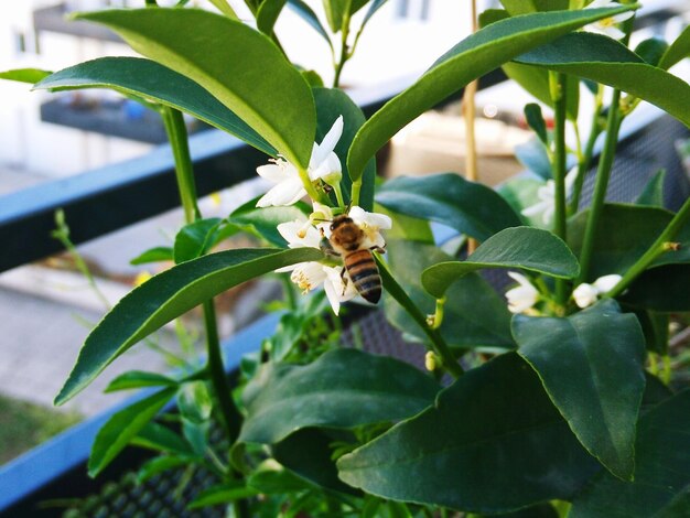 Low angle view of insect on plant