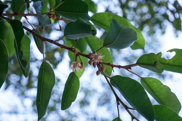 Low angle view of insect on plant