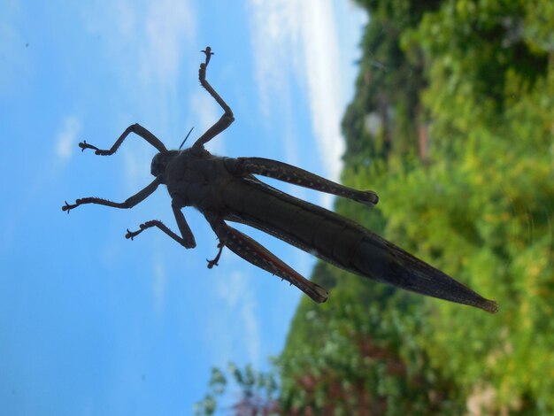 Low angle view of insect on plant