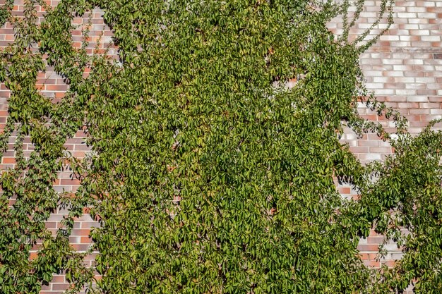 Photo low angle view of ivy growing on wall