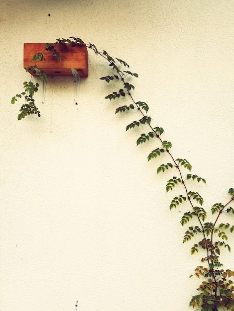 Photo low angle view of ivy on wall against clear sky