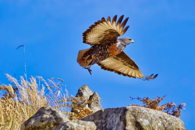 Low angle view of a jackal buzzard flying against blue sky