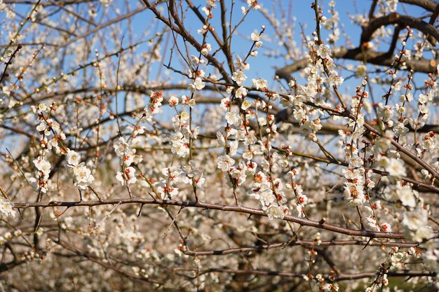 Foto vista a basso angolo di albicocche giapponesi in primavera