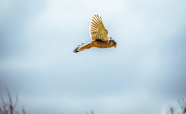 Photo low angle view of kestrel flying against sky