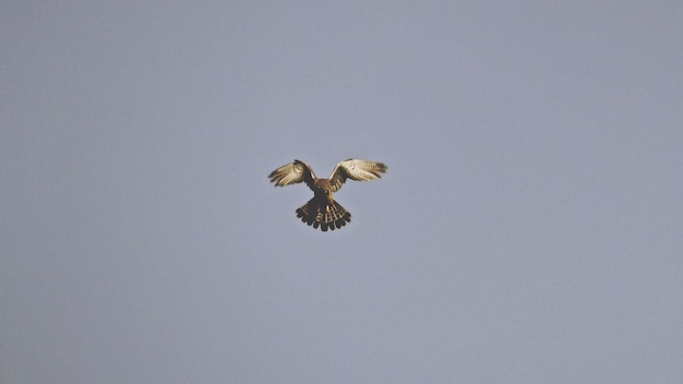 low angle view of kite flying against clear sky