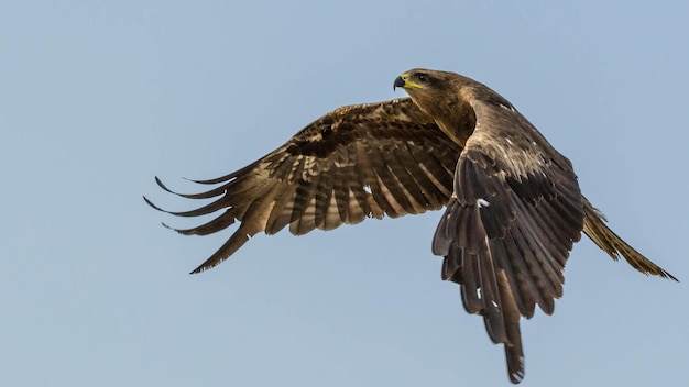 Photo low angle view of kite flying against sky