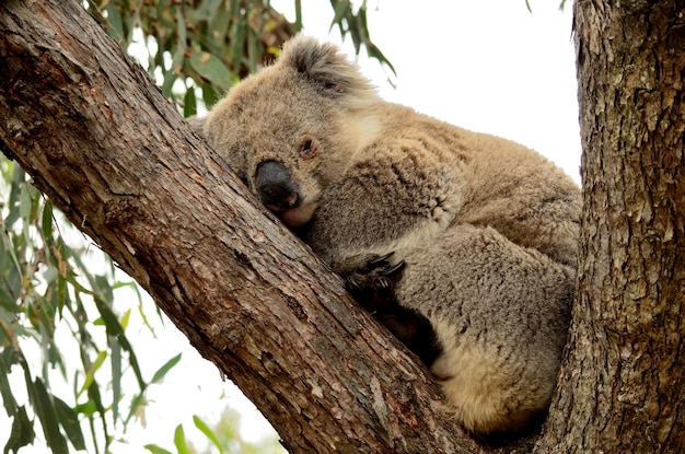 Photo low angle view of koala sitting on tree trunk