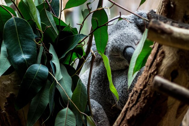 Foto vista a basso angolo del koala sul tronco dell'albero