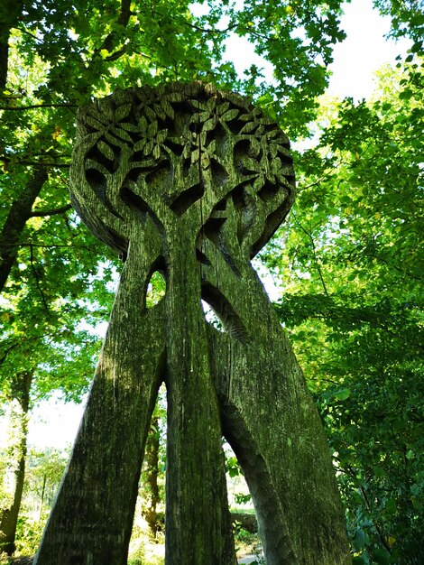 Low angle view of large tree in forest