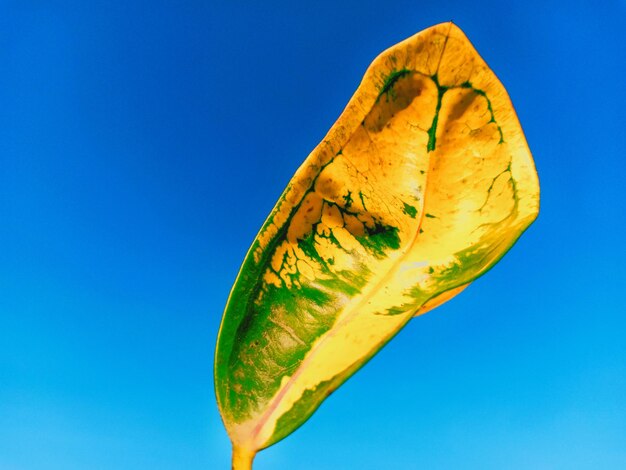 Low angle view of leaf against blue sky