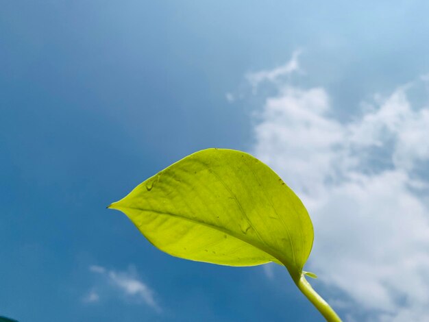 Low angle view of leaf against blue sky