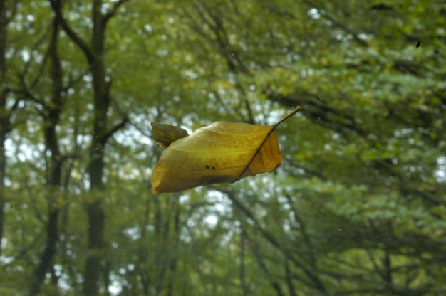 Low angle view of leaf falling against trees