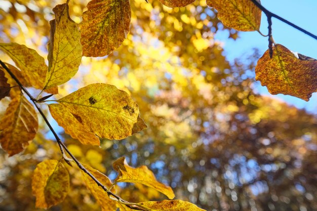 Low angle view of leaf on tree