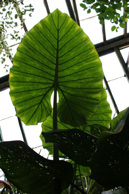 Photo low angle view of a leaf