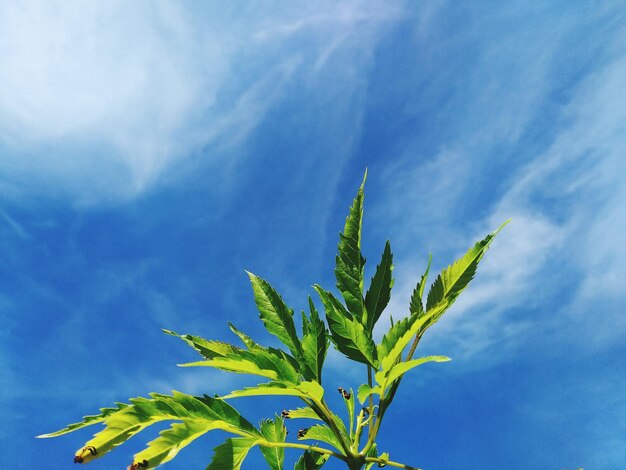 Photo low angle view of leaves against blue sky