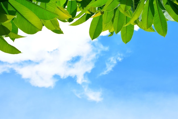 Low angle view of leaves against blue sky