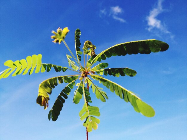 Low angle view of leaves against blue sky