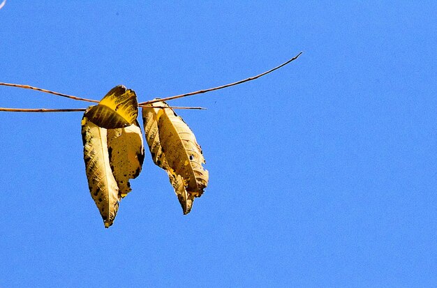 Low angle view of leaves against blue sky