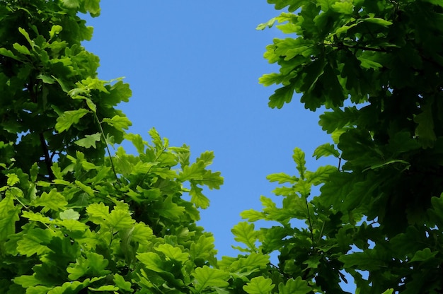 low angle view of leaves against clear blue sky