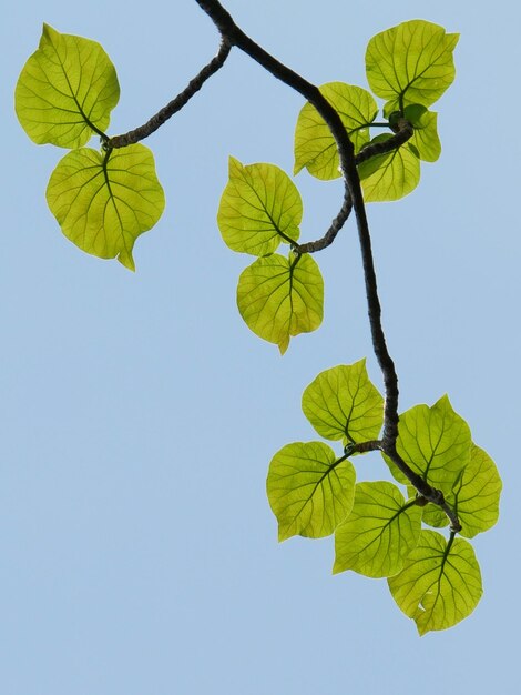 Low angle view of leaves against clear blue sky