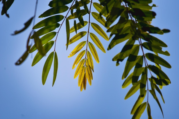 Низкоугольный вид листьев на чистом голубом небе