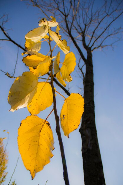 Photo low angle view of leaves against clear sky